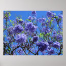 Search for jacaranda tree Tropical