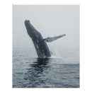Search for humpback whale posters Ocean