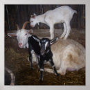 Search for goat posters Farms