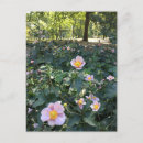 Search for spring photos postcards Flowers