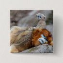 Search for monkey badges Wildlife