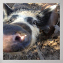 Search for hog wild posters Swine