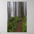 Search for redwood tree posters National park