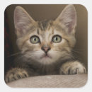Search for tabby kitten stickers Pet