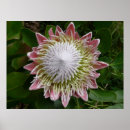 Search for big flower posters Pink
