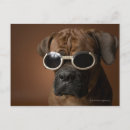 Search for photography business postcards Animal