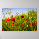 Search for red poppies posters Yellow