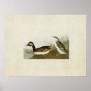 Search for grebes posters Audubon