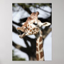 Search for funny giraffe posters Africa