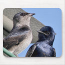 Search for birdwatcher mouse mats Nature
