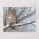 Search for barred postcards Owl