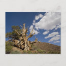 Search for bristlecone pine postcards Ancient