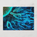 Search for egg cell Fertilisation