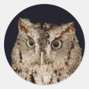 Search for screech owl stickers Wild