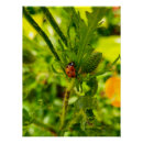 Search for ladybirds posters Insect