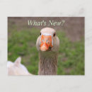 Search for gander Honk