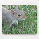 Search for squirrel mouse mats Wildlife