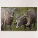 Search for big horn National park