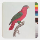 Search for plumage stickers Feathers