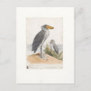 Search for bird watcher postcards Birder