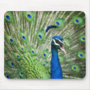 Search for peafowl feather mouse mats Animal