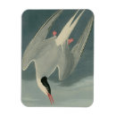 Search for audubon magnets John james audubon