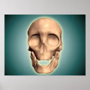 Search for human skull posters Face