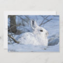 Search for snowshoe hare postcards Arctic