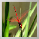 Search for beautiful dragonfly art Nature