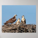 Search for osprey bird posters Raptor