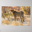 Search for cheetah spots posters Wild