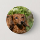 Search for dachshund long haired badges Bob and pam langrish