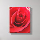 Search for romantic red rose posters Petals