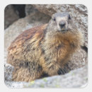 Search for marmots stickers Rodent