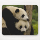 Search for baby panda electronics Sichuan province