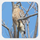 Search for bird of prey stickers Hawk