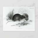 Search for evolutionary theory Rodents