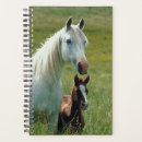 Search for mare photography Animal