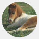 Search for laying down stickers Foal