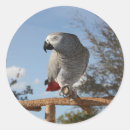 Search for congo stickers African grey parrot