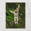 Search for gibbon postcards Animal