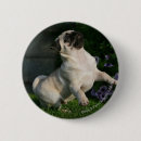 Search for playing dog badges Mops