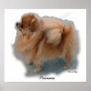 Search for poms posters Pets