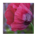 Search for red poppy tiles Pink