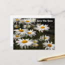 Search for happy birthday daisy flower postcards Daisies