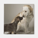 Search for affectionate magnets Friendship