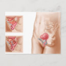 Search for human body organs Physiology