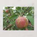 Search for apple picking postcards Tree