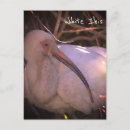 Search for white bird postcards Birds