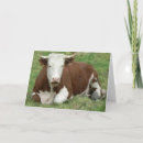 Search for cow face cards Animal